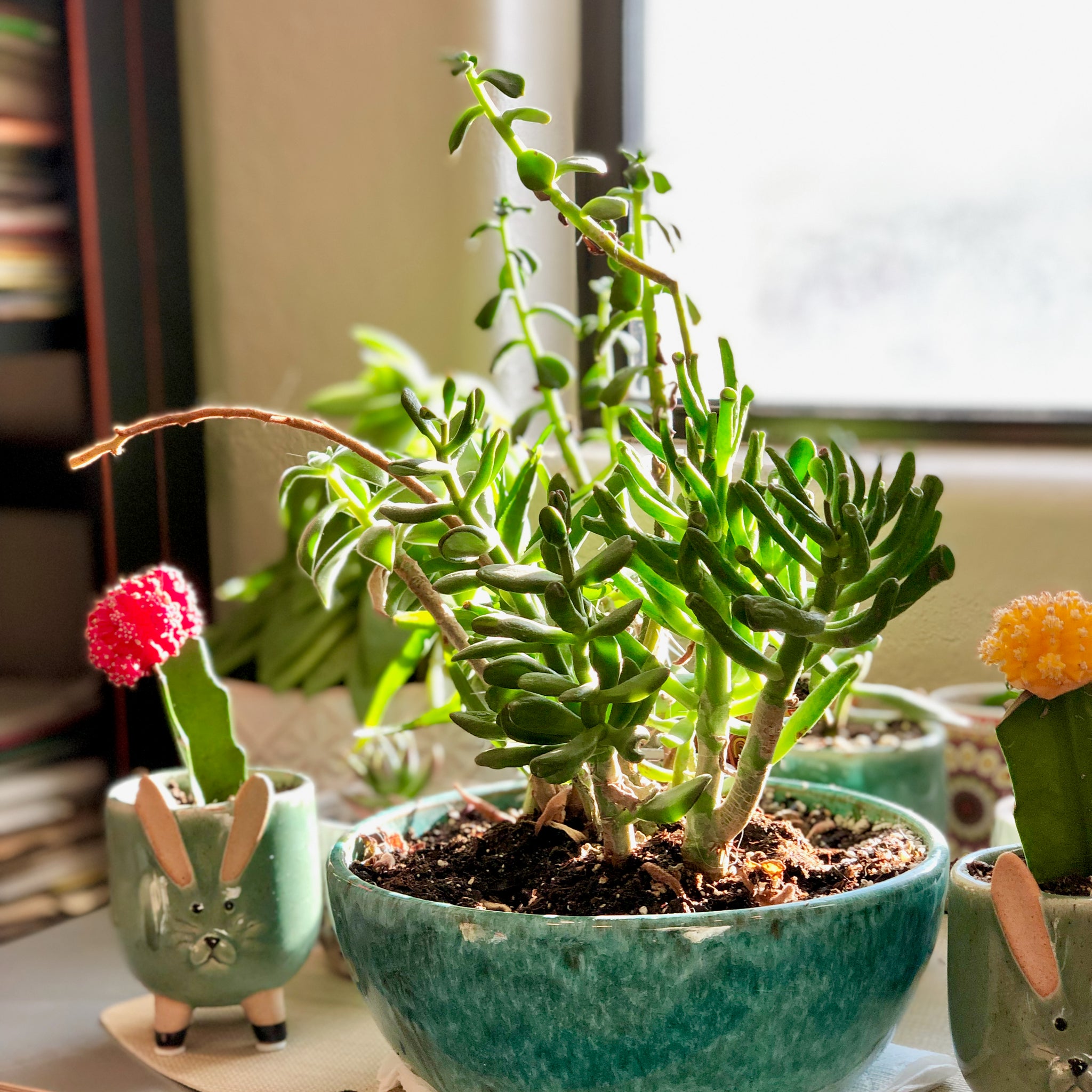 OSJ's Succulent Garden bathed in sunlight