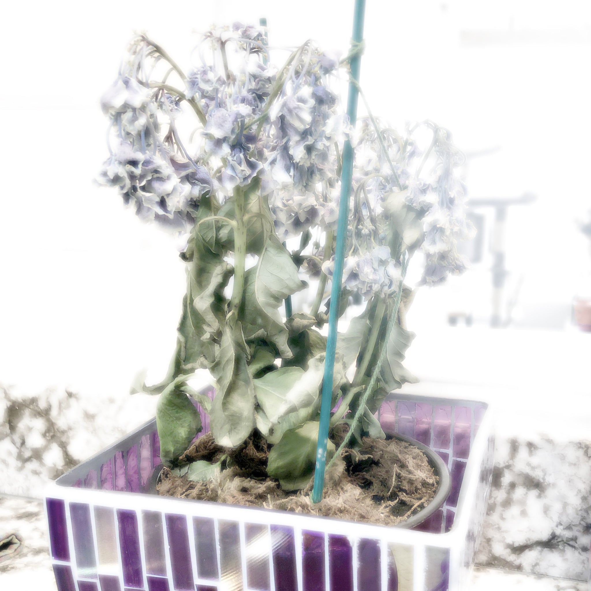 Sad Hydrangea Plant delivered to Original Sin Jewelry