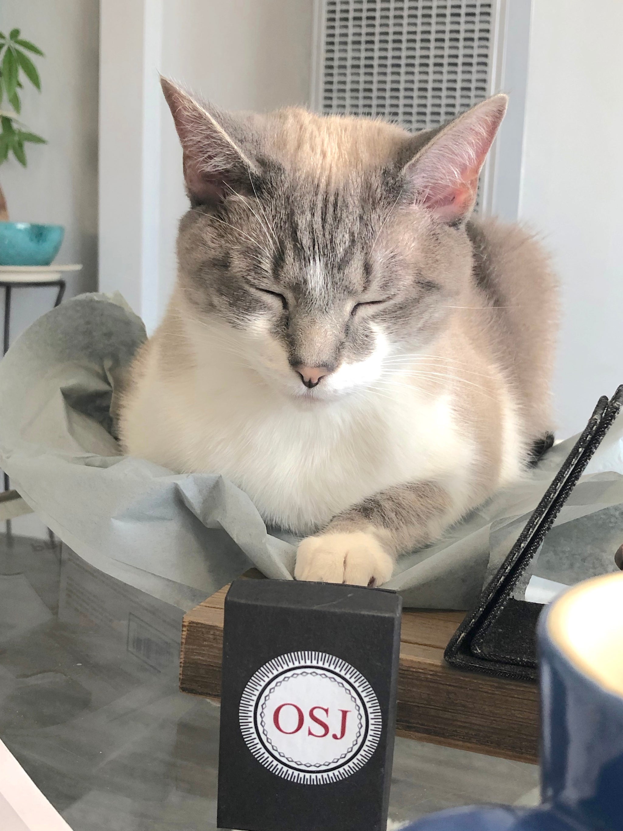 Sum-Sum-Summertime! - Original Sin Jewelry